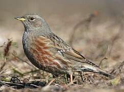 Alpine Accentor