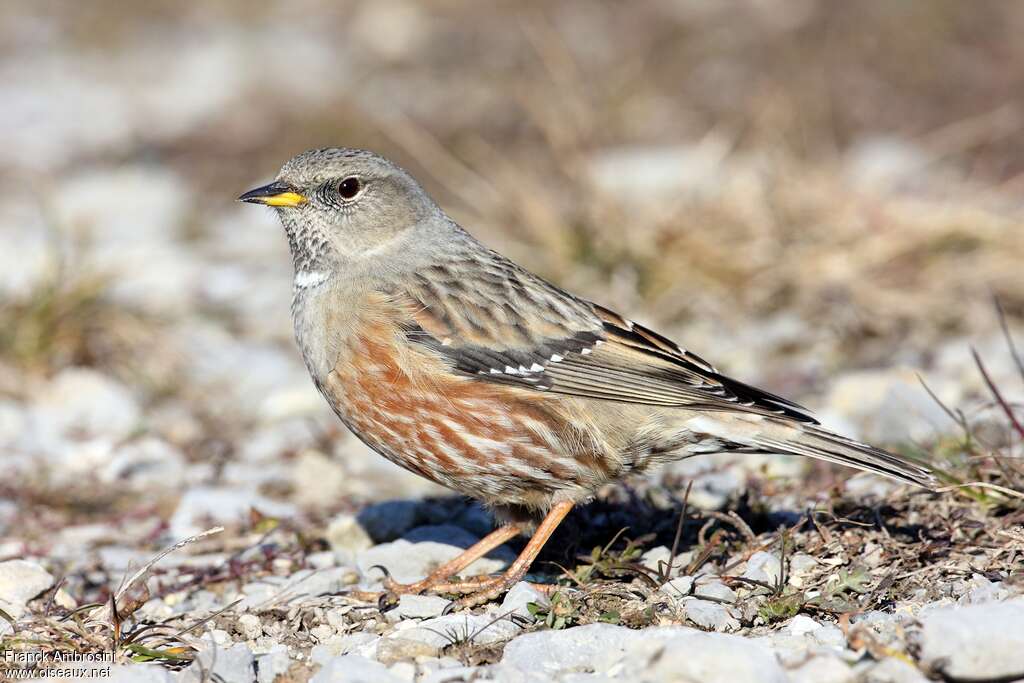 Alpine Accentoradult, identification