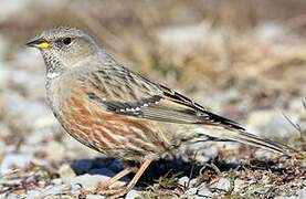 Alpine Accentor