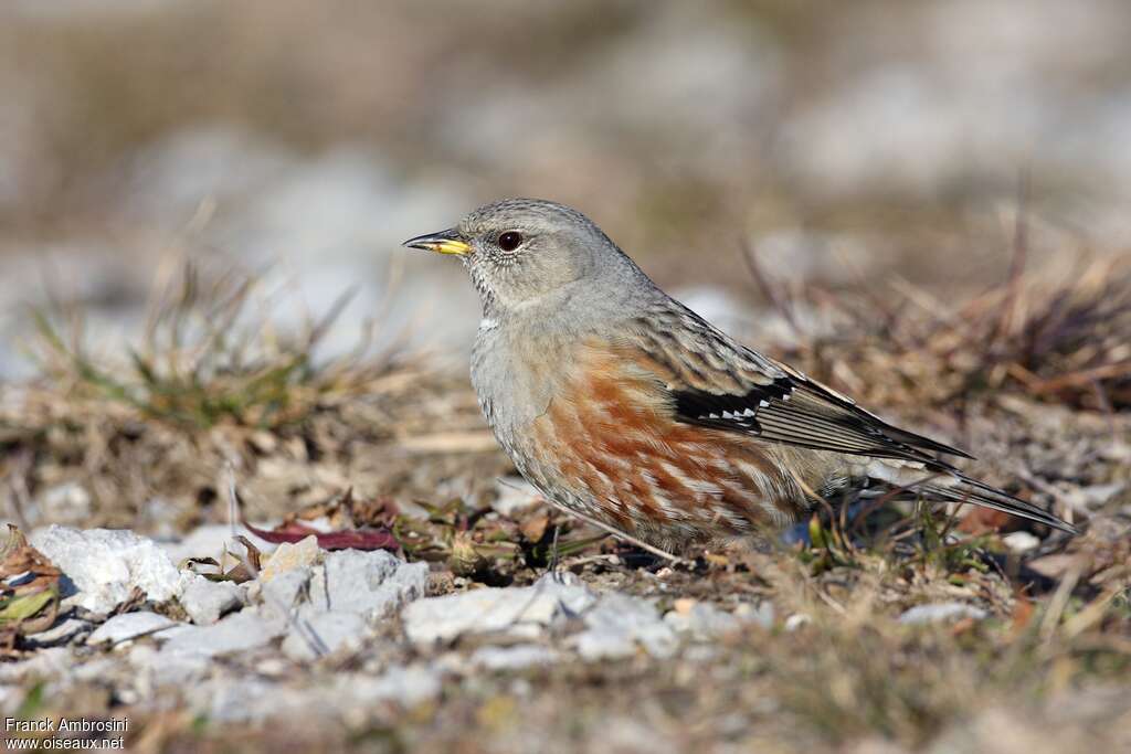 Alpine Accentoradult breeding, identification