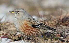 Alpine Accentor