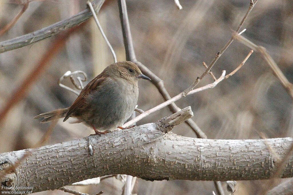 Japanese Accentoradult post breeding