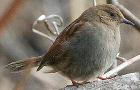 Japanese Accentor