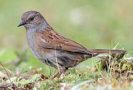 Dunnock