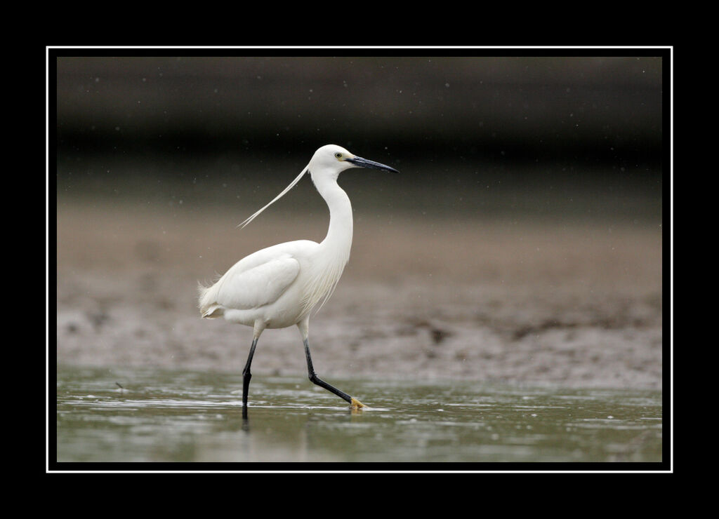 Aigrette garzetteadulte nuptial