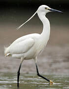 Little Egret