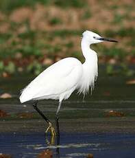 Aigrette garzette