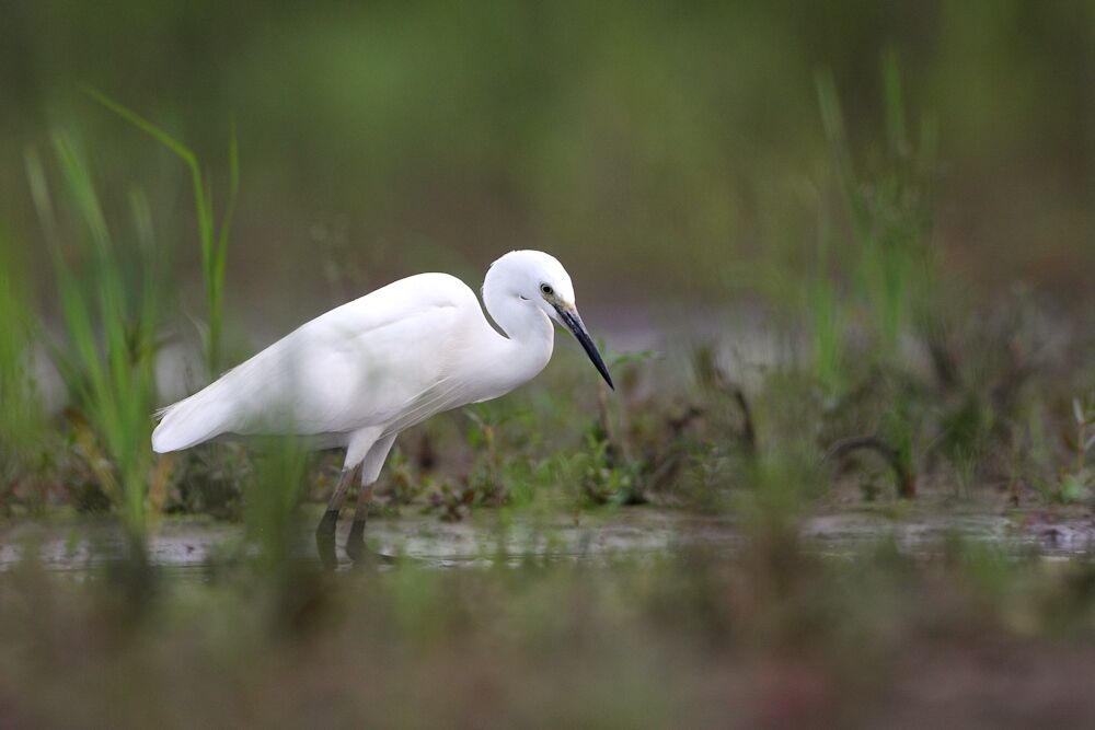 Aigrette garzette