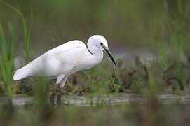 Little Egret