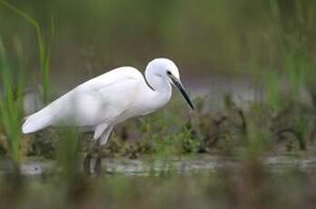 Aigrette garzette