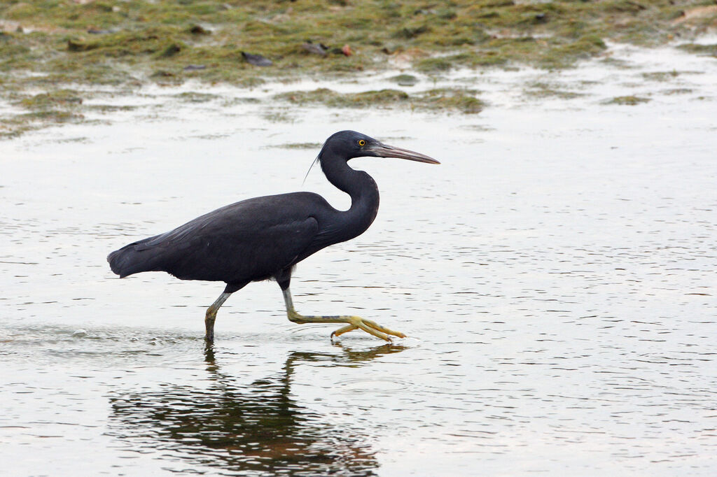 Pacific Reef Heronadult breeding