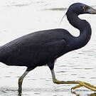 Aigrette sacrée