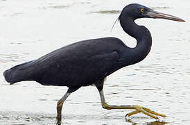 Pacific Reef Heron