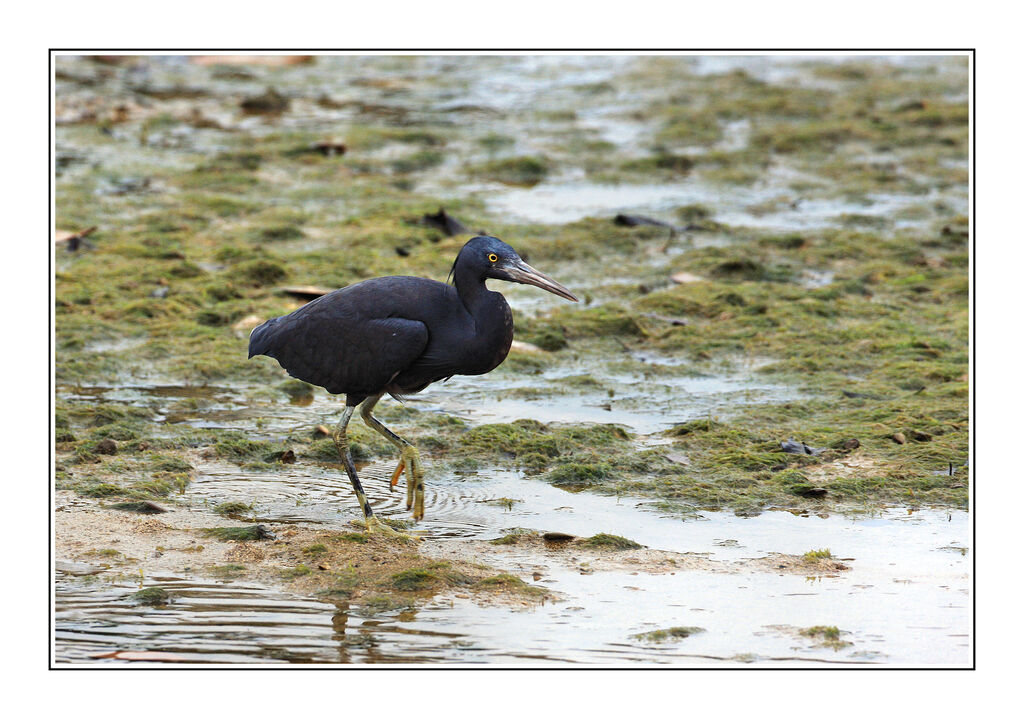 Aigrette sacréeadulte