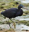 Aigrette sacrée