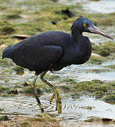 Pacific Reef Heron