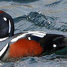 Arlequin plongeur
