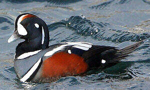 Harlequin Duck