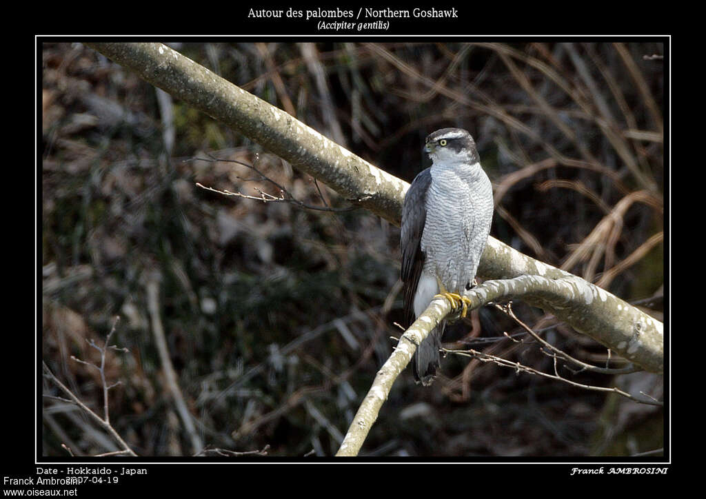 Northern Goshawk male adult breeding, pigmentation