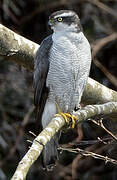 Eurasian Goshawk