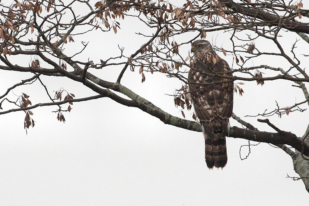 Eurasian Goshawk