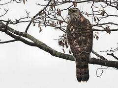 Eurasian Goshawk