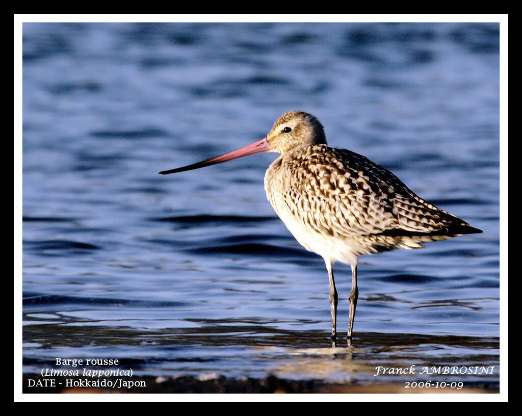 Bar-tailed Godwit