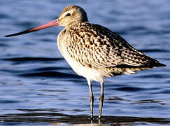 Bar-tailed Godwit