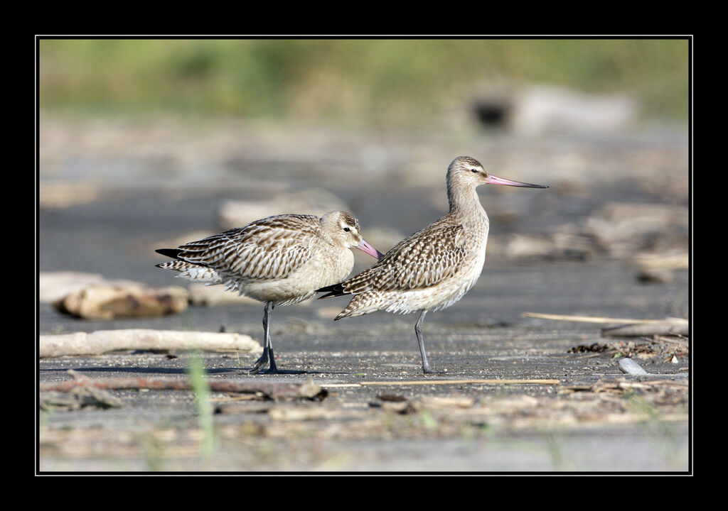 Bar-tailed Godwit