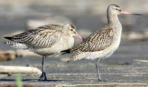 Bar-tailed Godwit