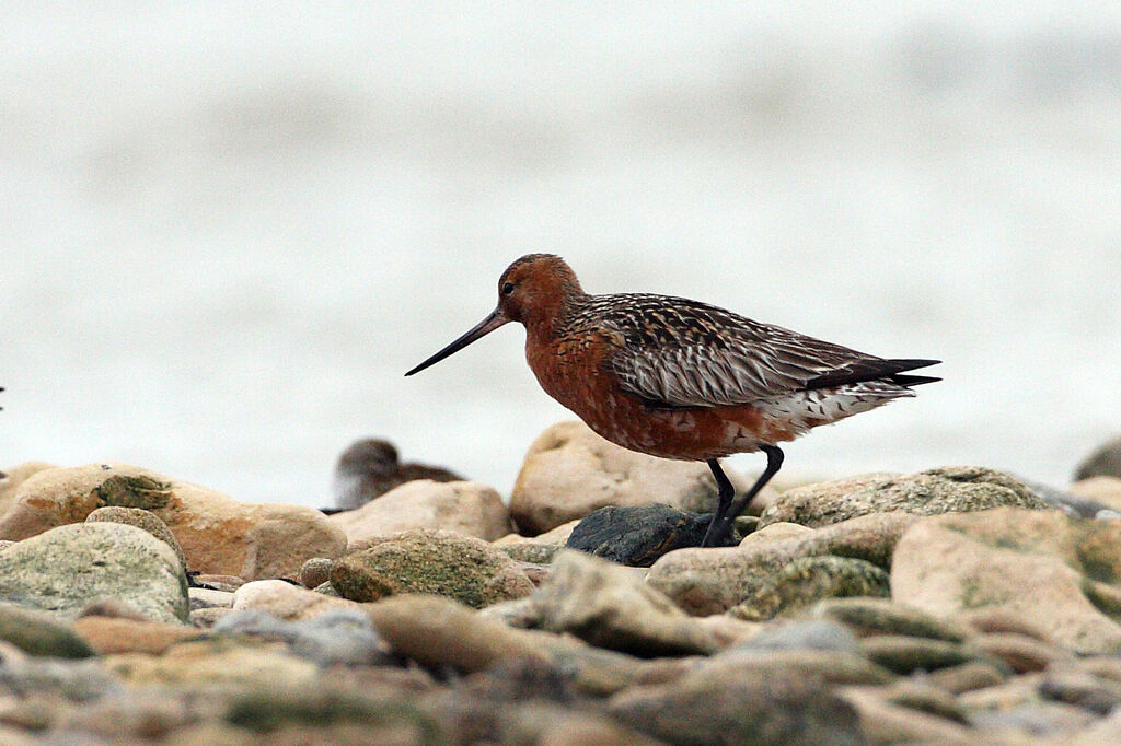 Barge rousse mâle adulte