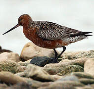 Bar-tailed Godwit