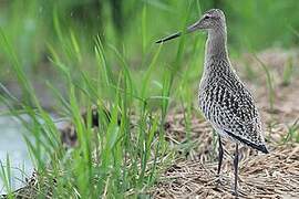 Bar-tailed Godwit