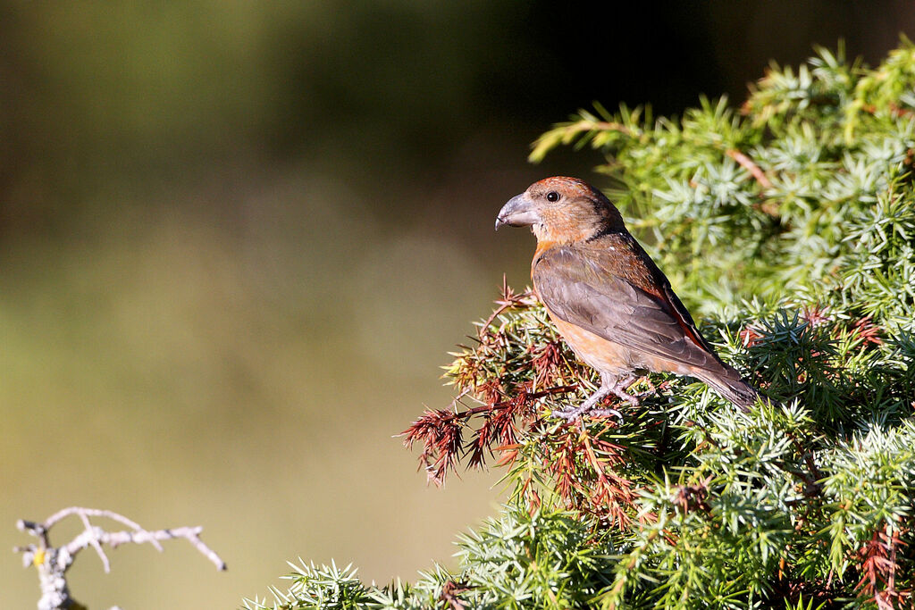 Bec-croisé des sapins mâle adulte