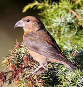 Red Crossbill