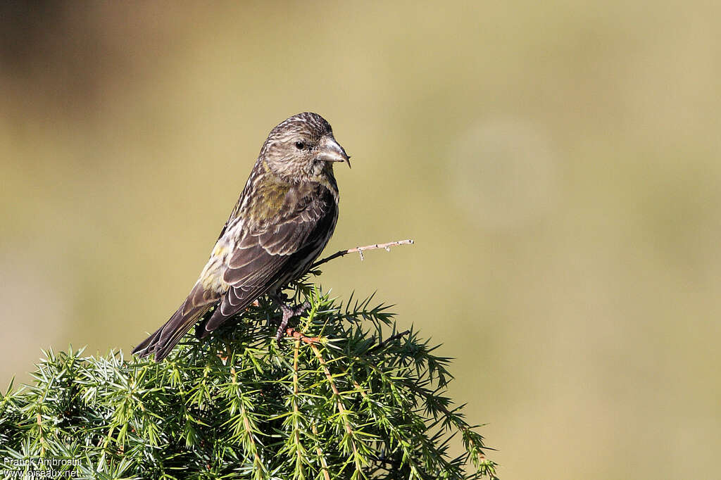 Bec-croisé des sapinsjuvénile, identification