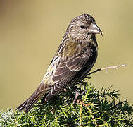 Red Crossbill