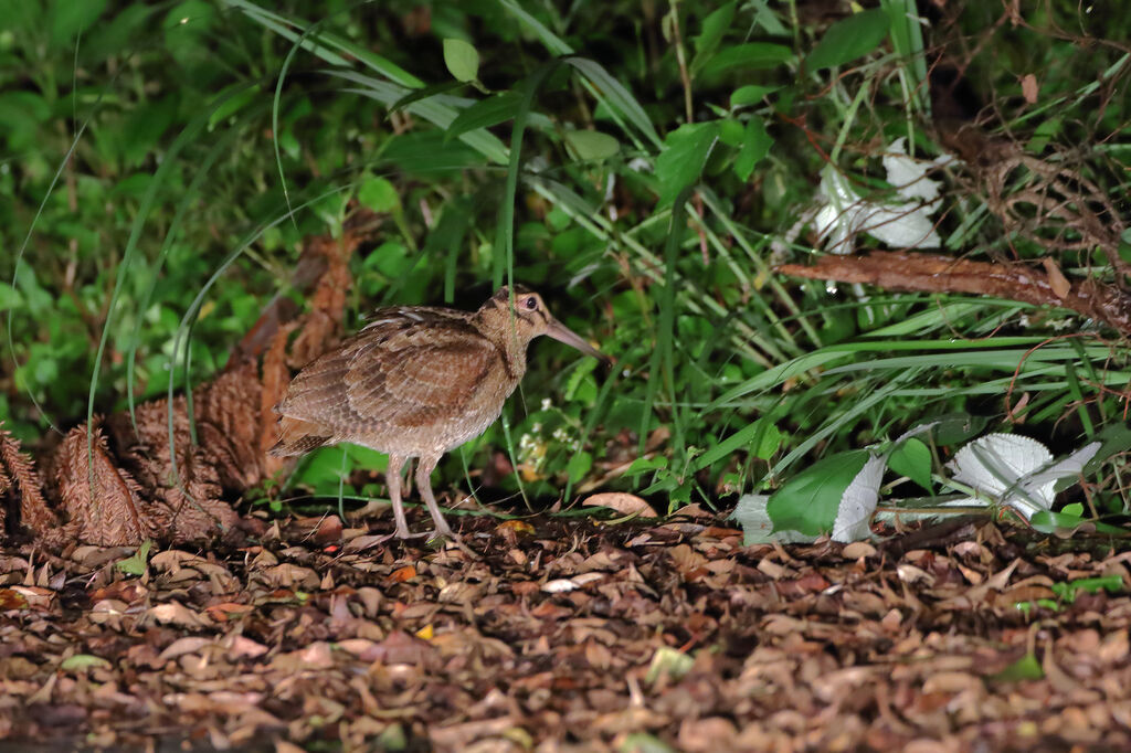 Amami Woodcock