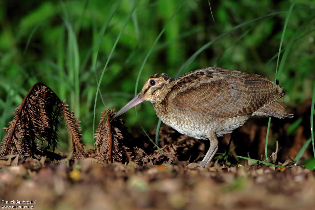 Amami Woodcock