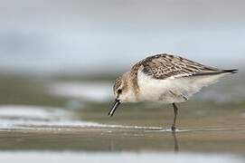 Red-necked Stint