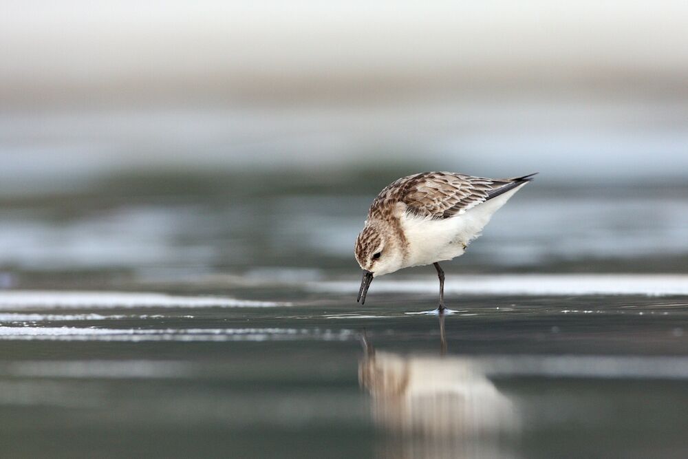 Red-necked Stint