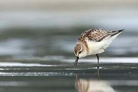 Red-necked Stint