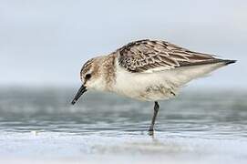 Red-necked Stint