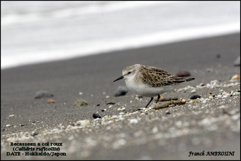 Red-necked Stint