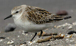 Red-necked Stint