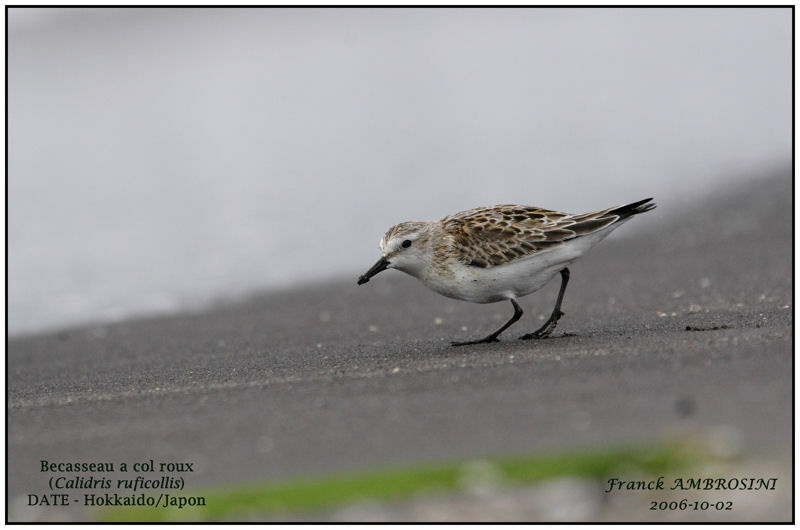 Red-necked Stint