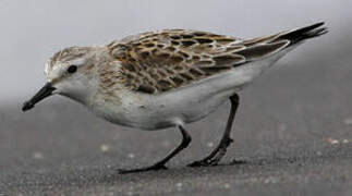 Red-necked Stint