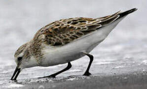 Red-necked Stint