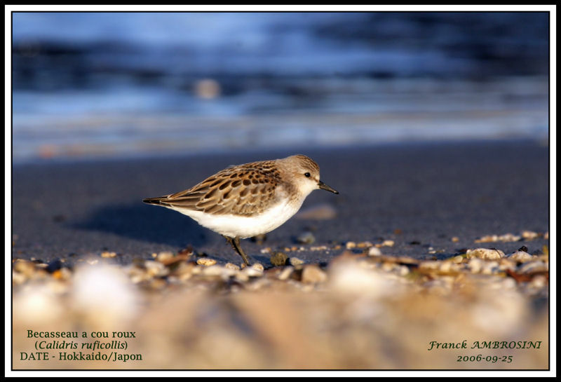 Red-necked Stint