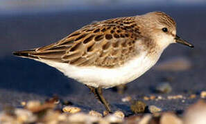 Red-necked Stint